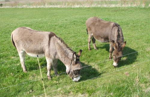 Midlum Zaunkönig - Foto 13