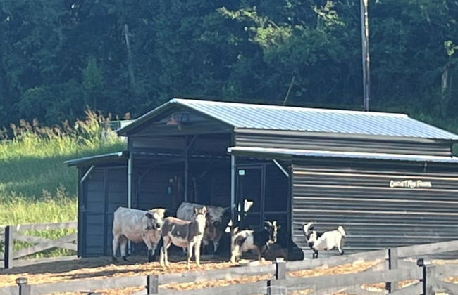 Circle T Mini Farms - Foto 23