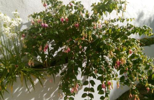 Villa in Sintra - Casa da Penha Ferrim - Foto 20