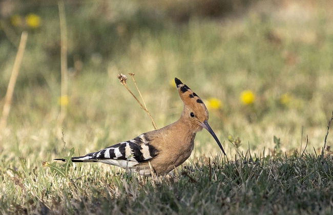 Vento Dorcia - Foto 44
