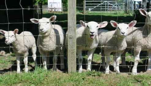 Arden Country House - Foto 3