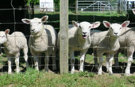 Arden Country House - Foto 3