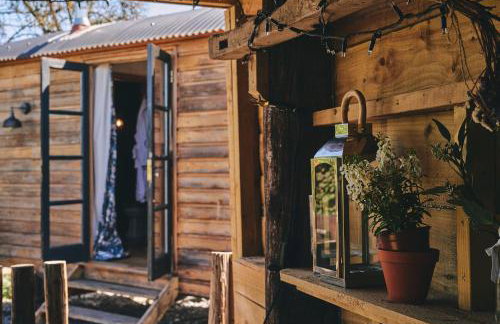 Curious Calf - Foto 10