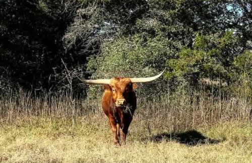 Relaxing Ranch Friendly Animals Modern Stay Cabin 1 - Foto 30