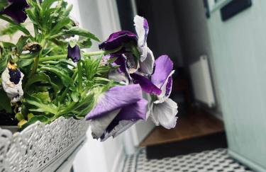 7a Seatreat - Foto 1