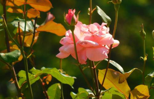 Apartment Petrovic - Foto 9