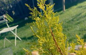 Rez chaussée transformé en t4 au 114 Avenue de juvisy cottages - Foto 2