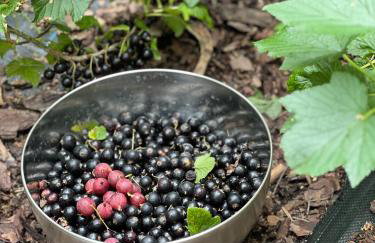 Ackermannia - Foto 26