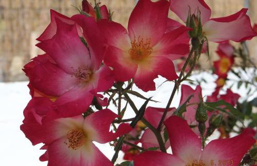 Manganas Studios - Foto 14