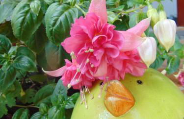 Obere Ferienwohnung Asshoff zwischen Odenwald, Taubertal und Bauland - Foto 11