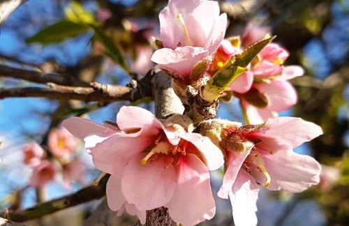 Casa Shyshka country cottage - Foto 52