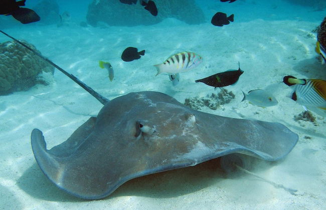 Tahiti Sail and Dive - Foto 32