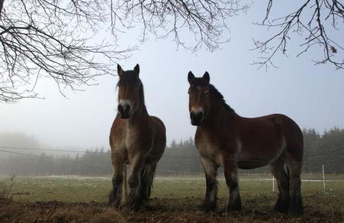 Fewo-rosenberger-sauerland - Foto 21