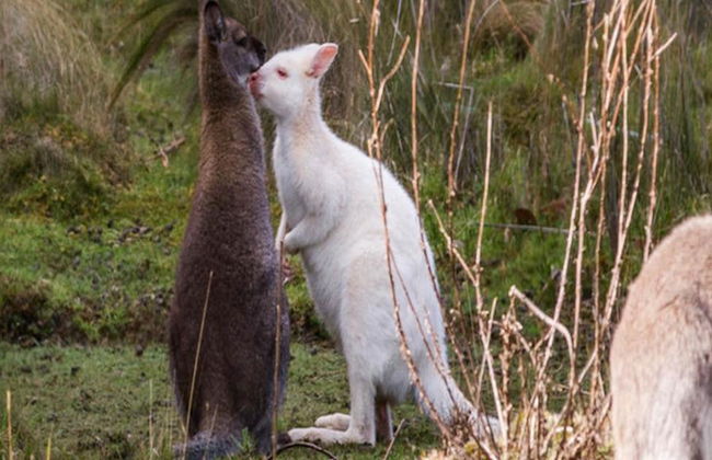 Bruny Island Safari - Food, Sightseeing and lighthouse Tour - Photo 6