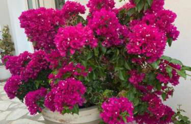 Luxury Seaside Villa DARL - Foto 10