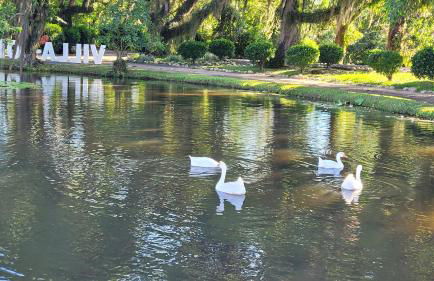 Hotel Fazenda Villa-Forte - Photo 94