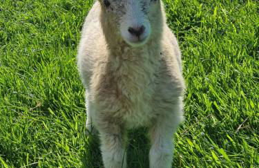 The Old Barn - Photo 17