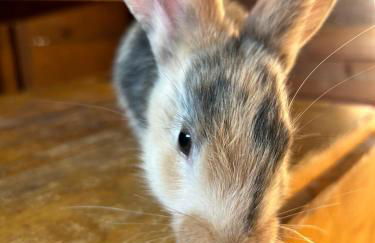 Ferienhof Morich - Urlaub auf dem Bauernhof im Harz - Foto 8