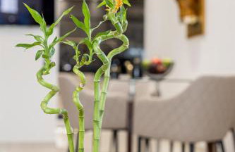 Vivian's Luxury Suite - Photo 10