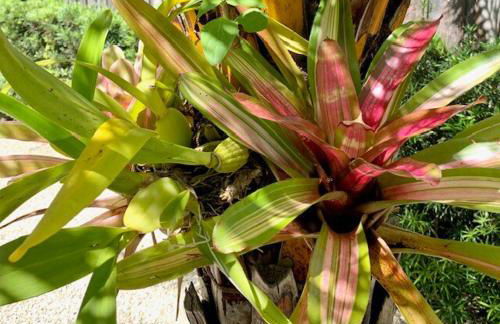 HiddenGem in Charming Sarasota, Florida - Foto 20