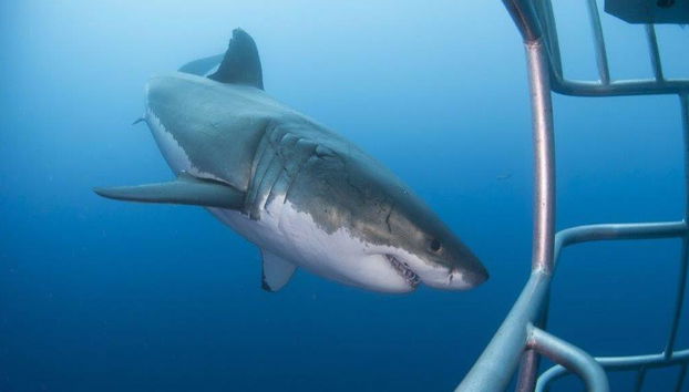 Immersioni in gabbia con i grandi squali bianchi - Tour di un'intera giornata per piccoli gruppi - Foto 5
