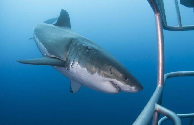 Immersioni in gabbia con i grandi squali bianchi - Tour di un'intera giornata per piccoli gruppi - Foto 5