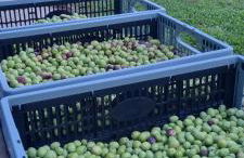 Les cabanons de l'Oliveraie - Photo 10