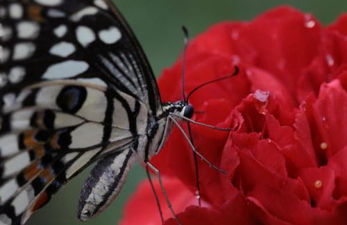 Ferienwohnungen / Ferienhaus Wahlers - Foto 10