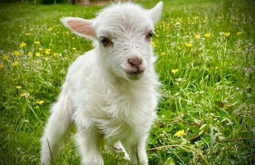 idyllisch gelegenes Ferienhaus nähe Heiligenhafen - Foto 9