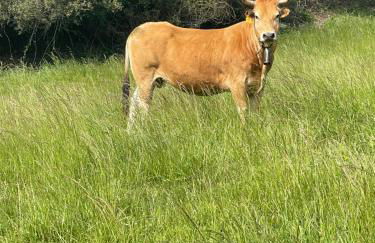 Casa vacacional Escuela la Llera - Foto 50