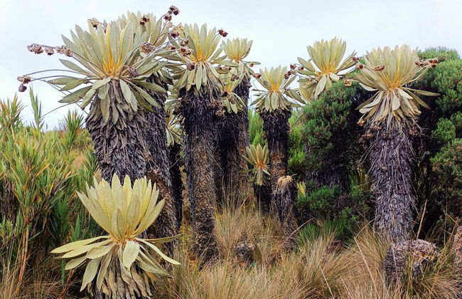 Excursion au Páramo d'Ocetá - Photo 7