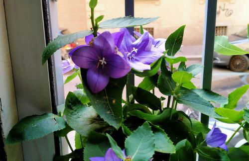 LA GRAZIOSA Torino, PORTA SUSA - Foto 12