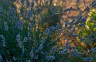 Trullo Dimora Podere Papilio - Foto 37