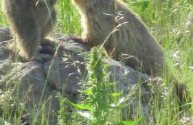 Val d'Azur Plein sud Face aux Pistes - Foto 20