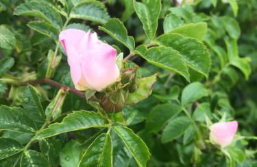 La Huberdière - Foto 17