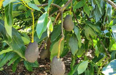 Casinha Laranja - Foto 30