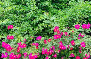 Luxury Estate Elegant Private The White Lion Manor - Foto 32