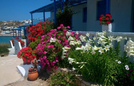 Iliovasilema VILLAGE - Photo 49