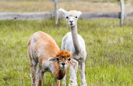 Schloss Sigrön Tiny Houses - Foto 12