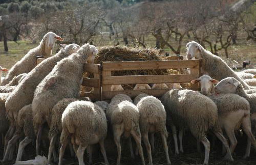 Hort de L'Aubert - Foto 42