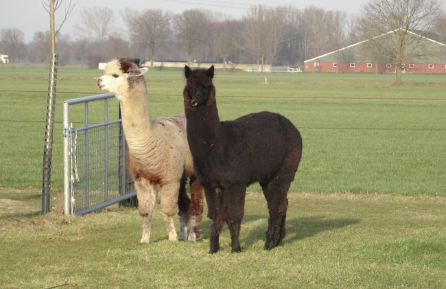 Holiday Home in Holten Near Lake Ijssel - Foto 38