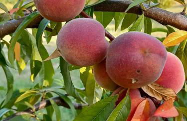 Quinta do Regalo - Foto 74