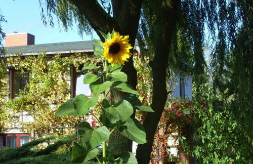 Wohnung in Alt Bukow mit Garten - Foto 73