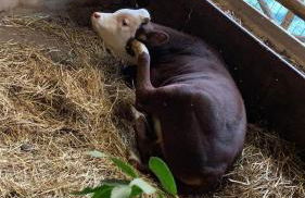 Il Giardino Dorato - Foto 51