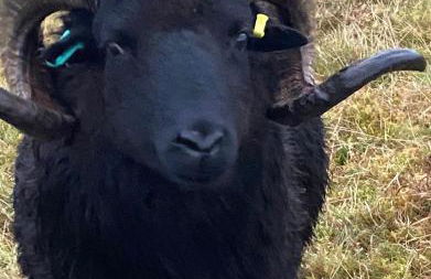 Unique luxurious cabin on sea view working croft - Photo 24