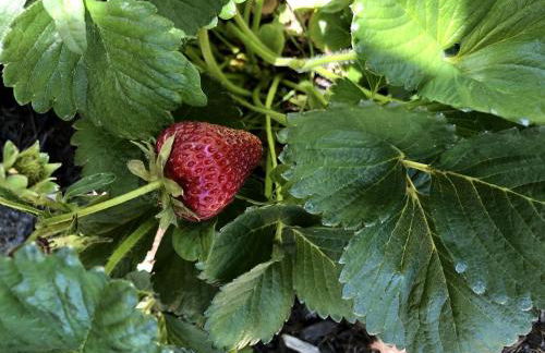 Luxury Chic Farm Cottage in Wine Country, California - Foto 27