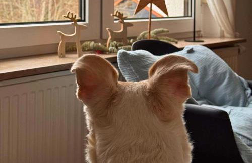 Ferienwohnung Hanfdell am Bostalsee, 90 qm, großer Balkon, barrierefrei & hundefreundlich - Photo 55