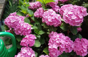 Domki Fala Family - Foto 50