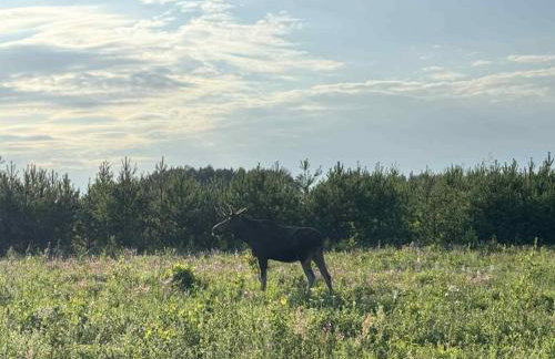 Dom na Kresach Grzybowszczyzna - Photo 51