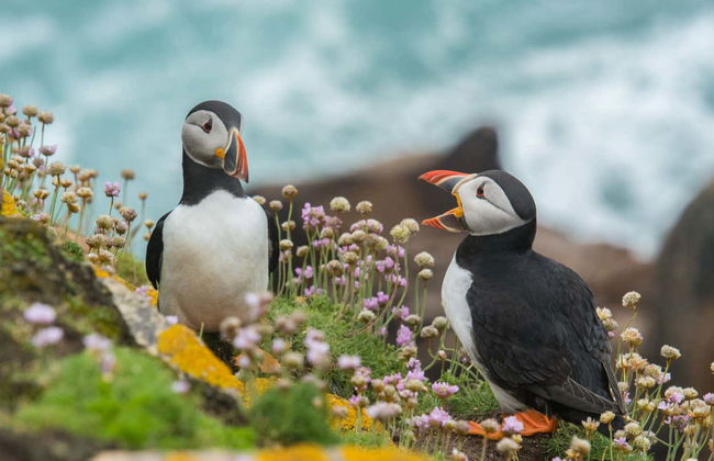 Boat Trip around Howth and Ireland's Eye - Photo 3